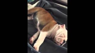 English Bulldog puppy breathing  Concerned [upl. by Mattland]