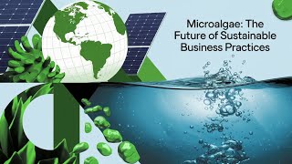 Microalgae The Future of Sustainable Business Practices [upl. by Ise]