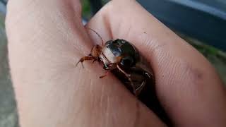 Great Diving Beetle Bites Close View Dytiscus marginalis [upl. by Eden]