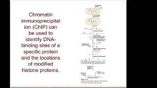 Chapter 17 Control of gene expression in Eukaryotes [upl. by Duane]