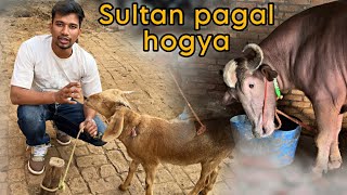 Sultan yaha aakar pagal ho gya  Amroha home tour  BullRiderVlogs [upl. by Nylanna226]