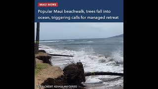 Popular Maui beachwalk trees fall into ocean triggering calls for managed retreat [upl. by Inna688]