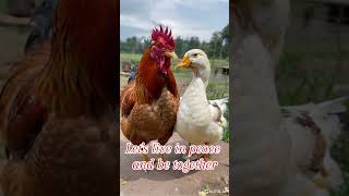 CHICKEN AND GOOSE LIVE IN PEACEquotquotquot [upl. by Ellita]