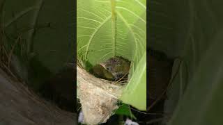 Feeding Baby Sparrows in the Nest 2  A Heartwarming Moment [upl. by Desirae]