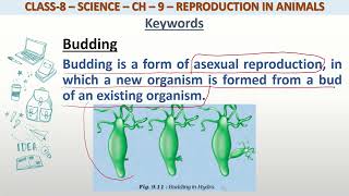 Definition of Budding for class 8 science [upl. by Suilenroc84]