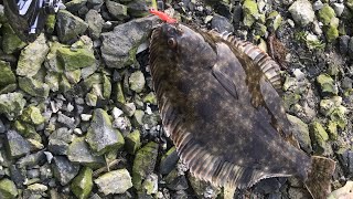 How to catch flounder in NZ [upl. by Rothwell]