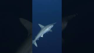 When you see your very first hammer head shark in Egypt on a Liveaboard and life feels amazing again [upl. by Gee]