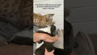 This man rescued a lost motherless baby bobcat and brought it home to raise animalshorts [upl. by Rorry]