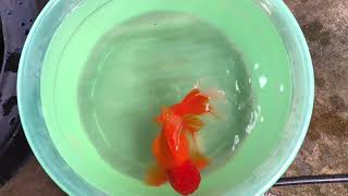 Jumbo oranda rosetail goldfish want some attention [upl. by Elleined]