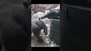 Get Off My Bum FunnyAnimals 😂🦍 [upl. by Sheba]