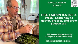 LEARN HOW TO PROCESS YOUR OWN YAUPON TEA FOR A WEEK SUPPLY [upl. by Irabaj]