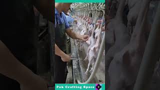 Pak Crafting Space 153 The Process Of Clean Wenchang Chicken [upl. by Gilchrist]