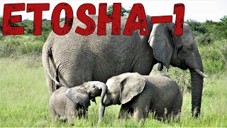 Etosha National Park in Namibia  wildlife and camps southern Africa1 [upl. by Nas426]