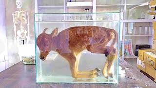 Wet Specimen Tutorial  Preserving a Large Mammal  Calf Specimen [upl. by Radloff492]