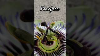 Passiflora im Garten Passionsblume [upl. by Osy]