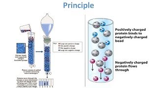 Ion Exchange Chromatography  Theory and Principle [upl. by Asena174]