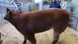 €7400 for weanling heifer at Stranorlar Mart [upl. by Ecirtnas]