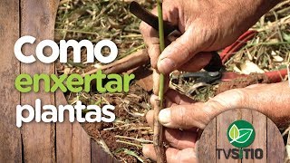 COMO ENXERTAR VIDEIRAS E DEMAIS PLANTAS [upl. by Thurmond]