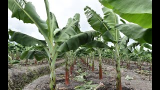 HOW TO PLANT BANANAS AND PLANTAINS SUCKER IN THE HEART OF DRY SEASONS AFRICA FARMING TECHNIQUES [upl. by Tehr890]