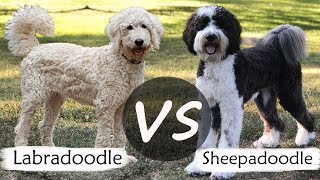 Labradoodle VS Sheepadoodle  Sheepadoodle VS Labradoodle [upl. by Nerissa]