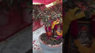 kaha gya h ki jaha tulsi ka paudha hota hshortvideo tulsi [upl. by Raual]