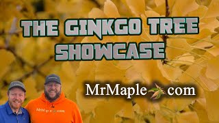 Ginkgo Trees  Ginkgo biloba  Saturday Showcase [upl. by Waite560]