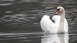 Knobbelzwaan  Mute Swan  Höckerschwan [upl. by Dehsar]