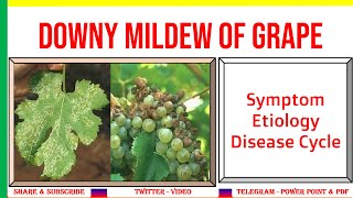 Downy Mildew of Grapes Symptom Etiology Disease Cycle  Plasmopara viticola  PHF [upl. by Ellennad]