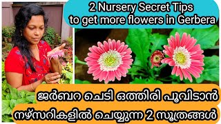 2 Secret Tips for More Flowering in Gerbera  ജർബറ ചെടി ഒത്തിരി പൂവിടാൻ 2 ടിപ്സ് [upl. by Assirralc]