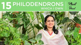 15 Philodendrons I own  Plant Haul  Indoor gardening [upl. by Enailuj]