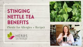 Stinging Nettle Tea Benefits Nettle for Allergies  Recipe [upl. by Ojeitak]