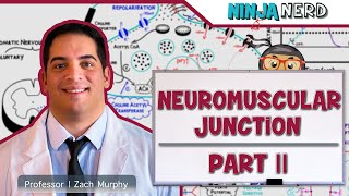 Musculoskeletal System  Neuromuscular Junction  Excitation Contraction Coupling Part 2 [upl. by Nosdrahcir215]