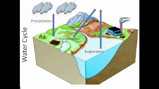 Nutrient Cycles [upl. by Losiram]