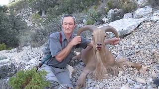 Mouflon a manchette  Barbary Sheep Chasse en Montagne [upl. by Maximo675]