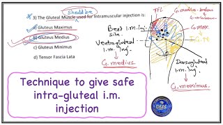 Correct technique to give deep intramuscular injection  How to give safe Intragluteal IM injection [upl. by Nagol]