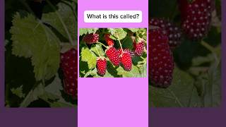 Can you name these types of berries learningenglish english englishvocabularylearning [upl. by Lexis340]