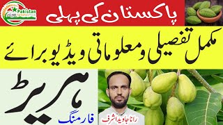 HAREER ہریڑ ki Kasht par Tafseeli interview ہریڑ کی کاشت پر تفصیلی انٹرویو [upl. by Chasse]