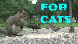 Vídeo para Gatos  pájaros ardillas conejos ardillas palomas [upl. by Winou]