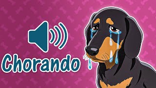 CACHORRO CHORANDO o que pode ser  6 CAUSAS [upl. by Woodson]