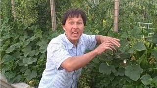 How to Prune Your Cucumbers to Grow them Vertically up a Trellis [upl. by Nosnaj793]