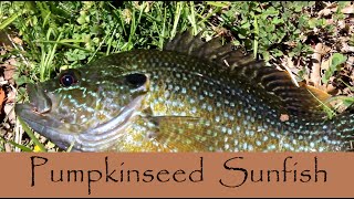 Lure Fishing for Pumpkinseed Sunfish [upl. by Nahor]