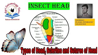 CLASS8  Insect head Sclerites Sutures and Types of head [upl. by Belita]