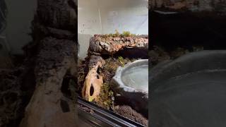 Temporary bioactive skink enclosurelarger enclosure coming soon Suggestions reptiles nature [upl. by Airual10]