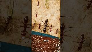 how to work red ants🤔🤔insects antsinvasion animals antlife nature fact reactionshorts [upl. by Bergh]