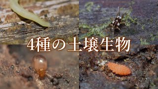 【土壌生物の動画まとめ】二ホンリクウズムシ・クモタカラダニ・イボトビムシ・イレコダニ [upl. by Alcus]