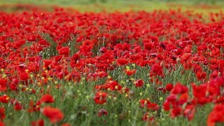 Leffet Abeille  la biodiversité française [upl. by Adner940]