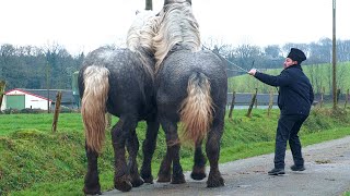 Armăsari grei în vizită cu Duțu și Petrică Boicu la PARIS PERCHERON Franța 2024 [upl. by Darbie]