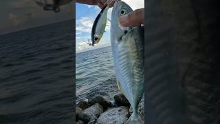 Blue runner hits YoZuri 3D inshore twitchbait mexicofishing [upl. by Sladen]