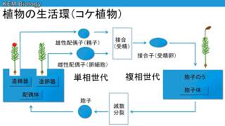 高校生物「植物の生活環」 [upl. by Elvina]