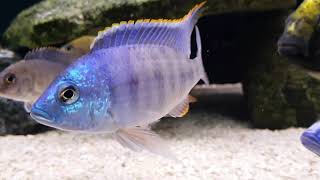 Placidochromis sp quotBlue Otterquot Cichlid  Lake Malawi [upl. by Ettezyl]